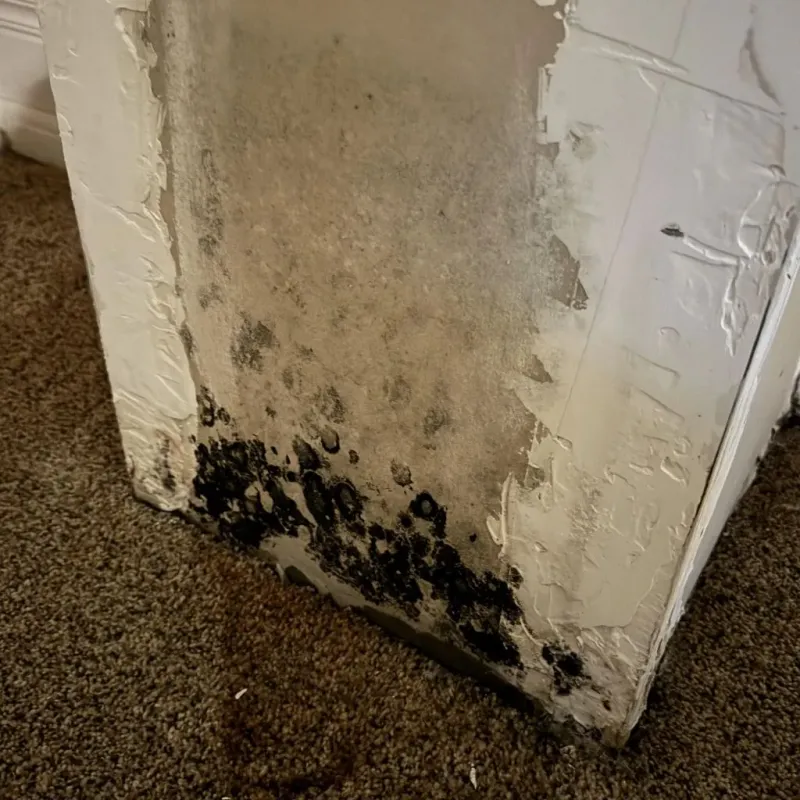 Professional Mold Removal in Lake Forest, CA